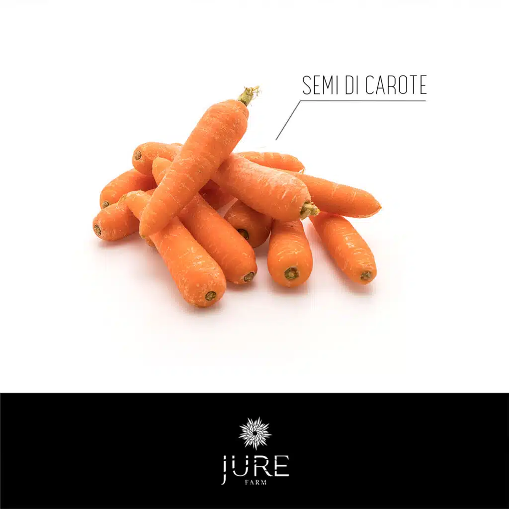 SEMI DI CAROTE, Seminare carote, Facili da coltivare, Raccogliere carote, Parte superiore ,Piantare le carote, Ciclo colturale