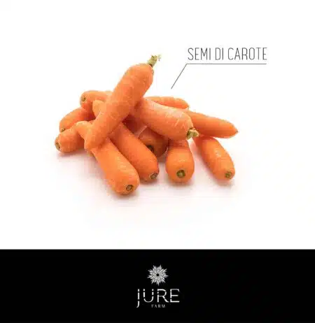 SEMI DI CAROTE, Seminare carote, Facili da coltivare, Raccogliere carote, Parte superiore ,Piantare le carote, Ciclo colturale