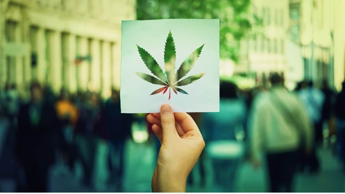 aggiornamenti cannabis malta