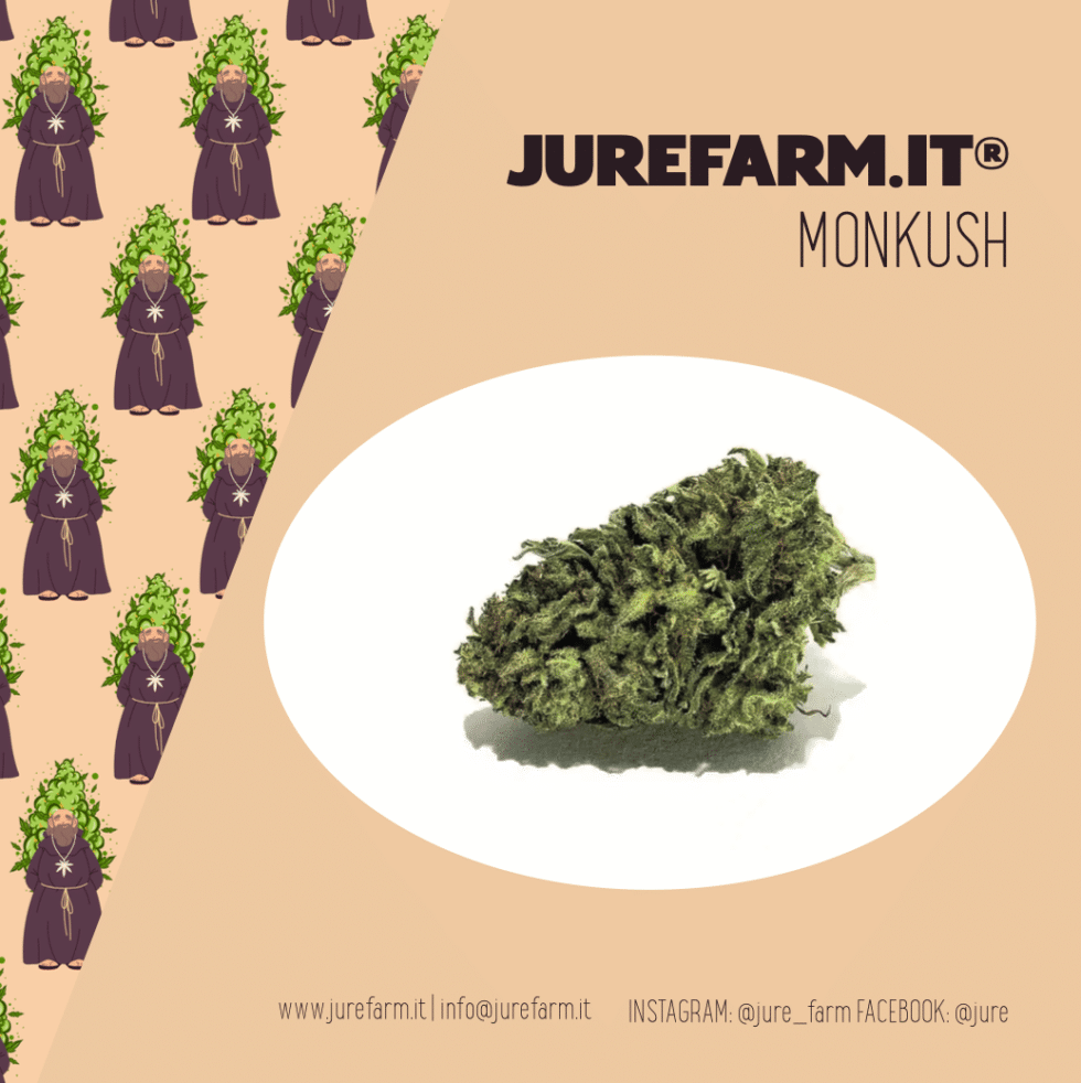mokush pare vera - La migliore cannabis light online! - cannabis light, infiorescenze, olio CBD, tisane, cibo con semi di canapa, spedizione veloce, Italia, Jure Farm, prodotti, oli CBD, 20% CBD, 10% CBD, CBDA, brand video, prodotto di qualità, cosmetici, merchandising, offerte, fatta al sole, erba legale, migliore.