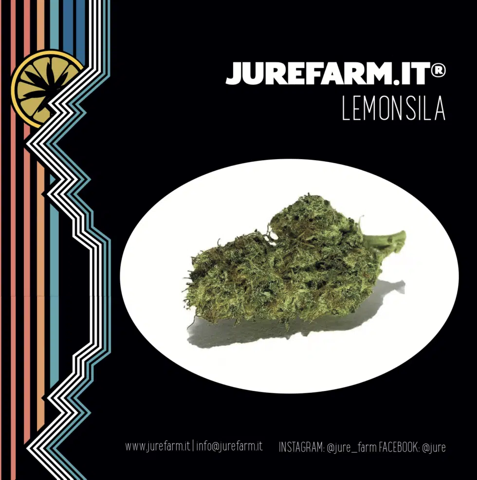 lemonsila pare vera - La migliore cannabis light online! - cannabis light, infiorescenze, olio CBD, tisane, cibo con semi di canapa, spedizione veloce, Italia, Jure Farm, prodotti, oli CBD, 20% CBD, 10% CBD, CBDA, brand video, prodotto di qualità, cosmetici, merchandising, offerte, fatta al sole, erba legale, migliore.
